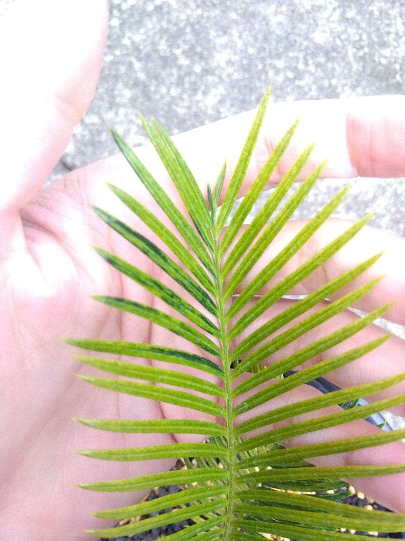 ソテツ　斑入り　７号鉢つき　超斑入り❗　①