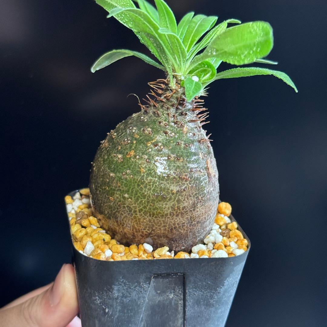 パキポディウム グラキリス　現地球　緑肌　スライム型　良型