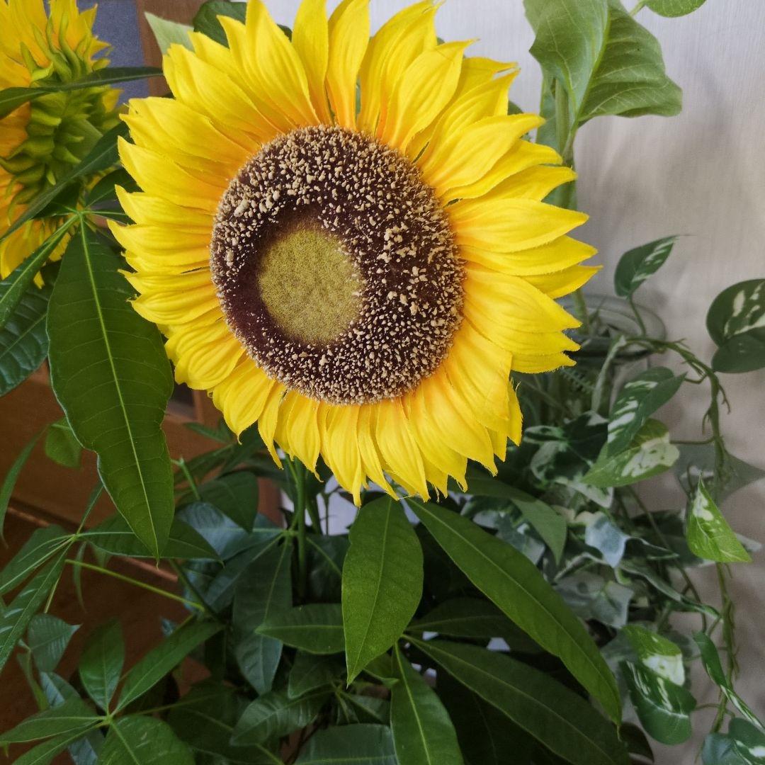 マル美です！！　プラチナウェーブ