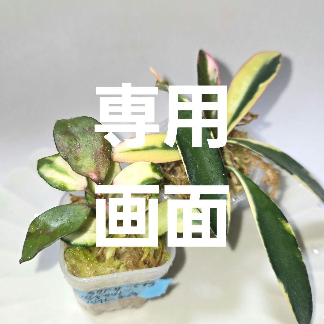 その他観葉植物 lacunosa minara &kentiana 'Lori rinn'