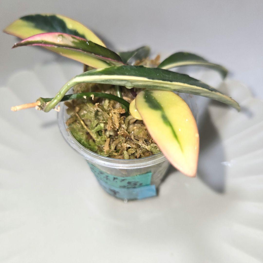 その他観葉植物 lacunosa minara &kentiana 'Lori rinn'