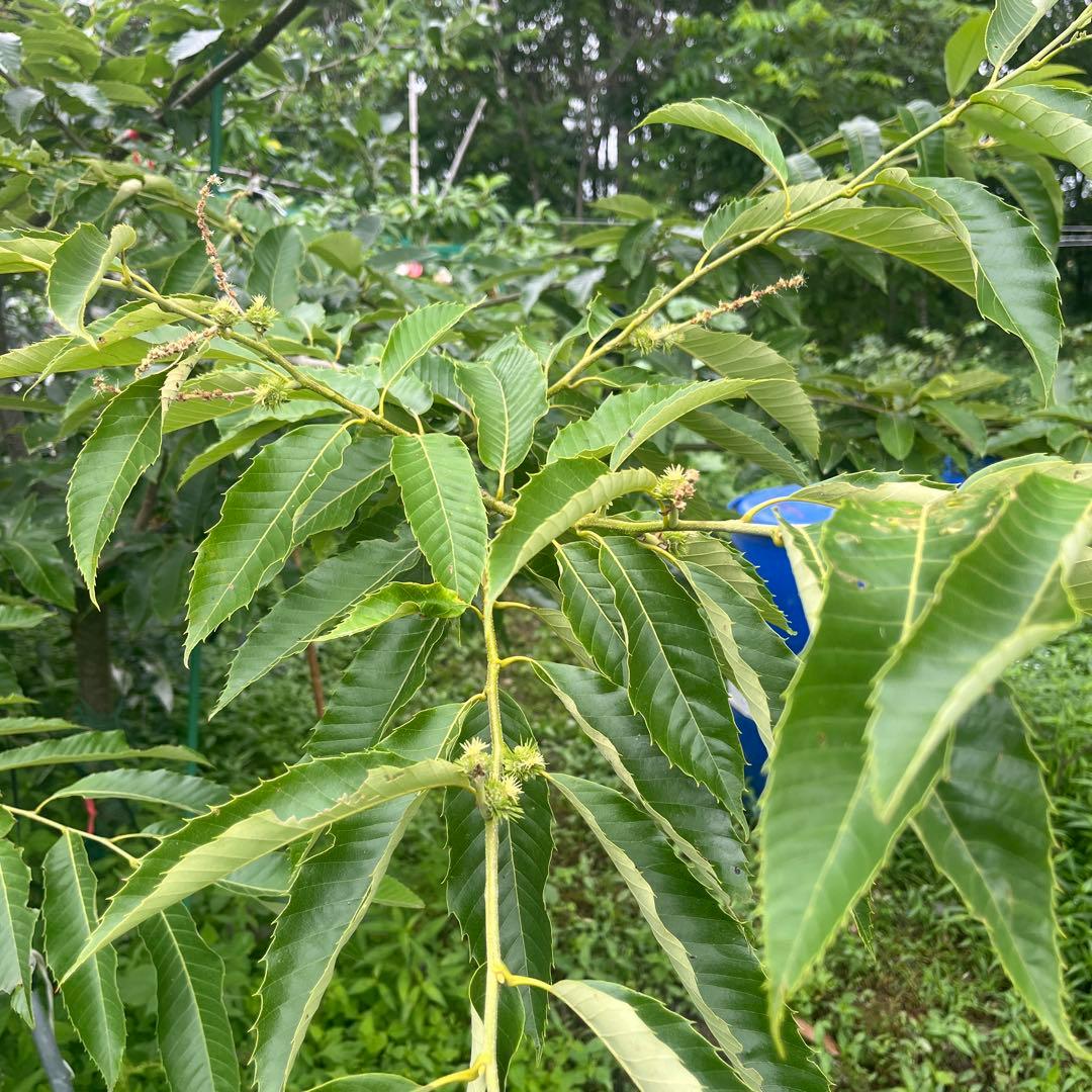 栗の木　天津甘栗　成木　果樹 健康的な苗木