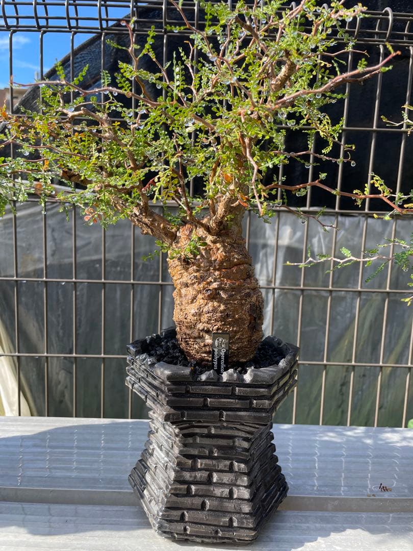 オペルクリカリアパキプスベアルート株