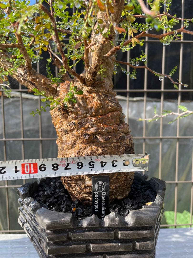 オペルクリカリアパキプスベアルート株