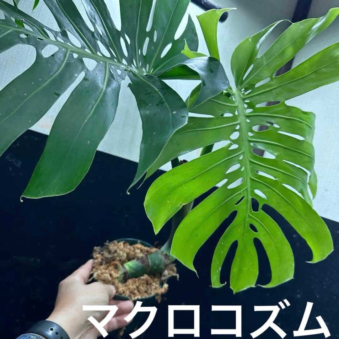 T*O様 モンステラデリシオーサマクロコズム超希少系統鉢植え