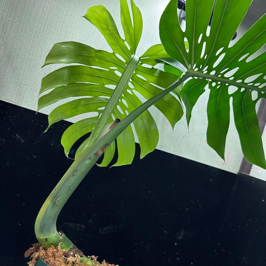 T*O様 モンステラデリシオーサマクロコズム超希少系統鉢植え