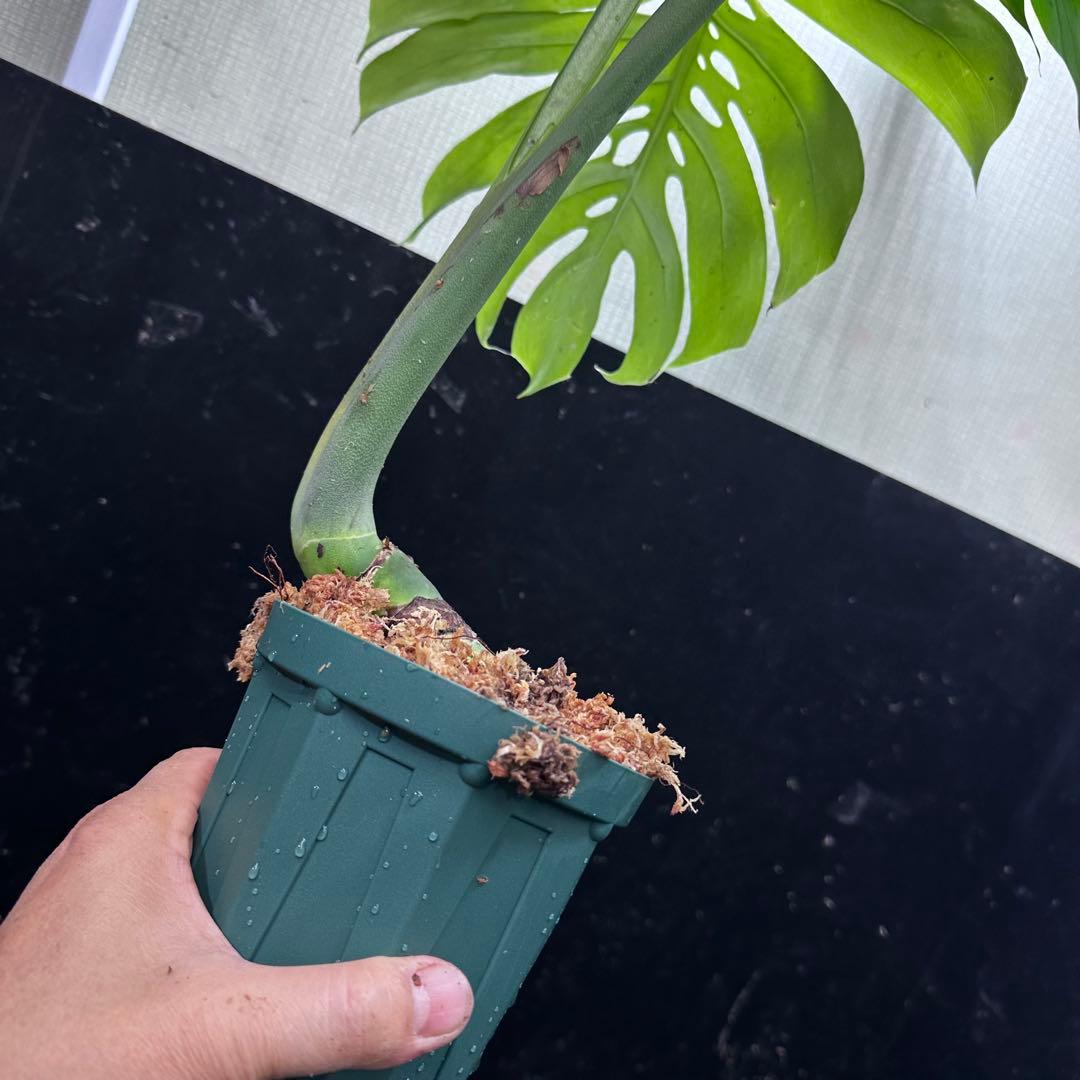 T*O様 モンステラデリシオーサマクロコズム超希少系統鉢植え