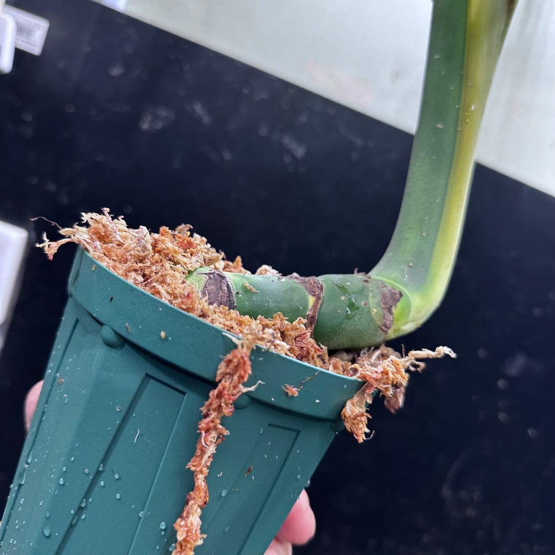 T*O様 モンステラデリシオーサマクロコズム超希少系統鉢植え