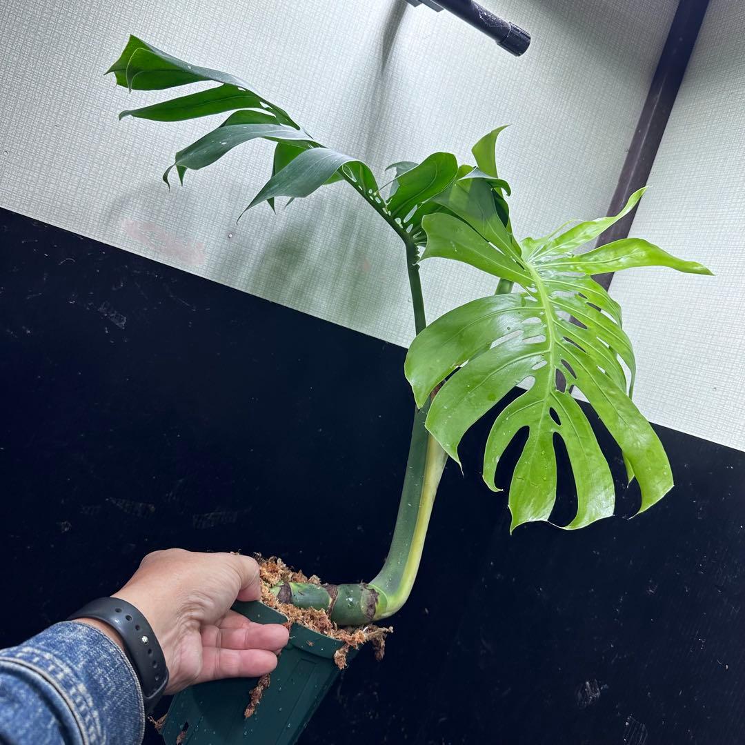 T*O様 モンステラデリシオーサマクロコズム超希少系統鉢植え