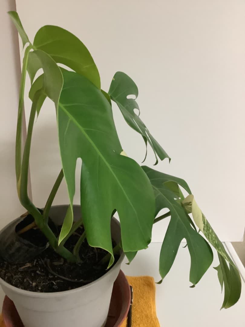 特大斑入りモンステラ（ボルシギアナ種）根上がり株【現品】: プラ鉢のまま発送