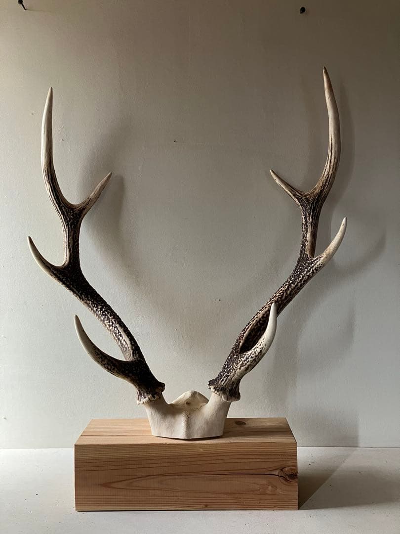 鹿の角　大型ペア　 台座付き　自然素材　一点物　信州森の野生鹿