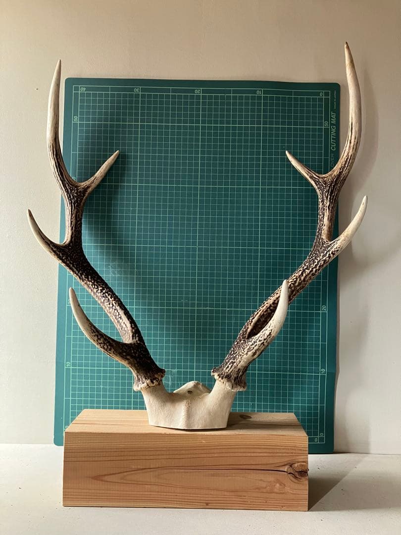 鹿の角　大型ペア　 台座付き　自然素材　一点物　信州森の野生鹿
