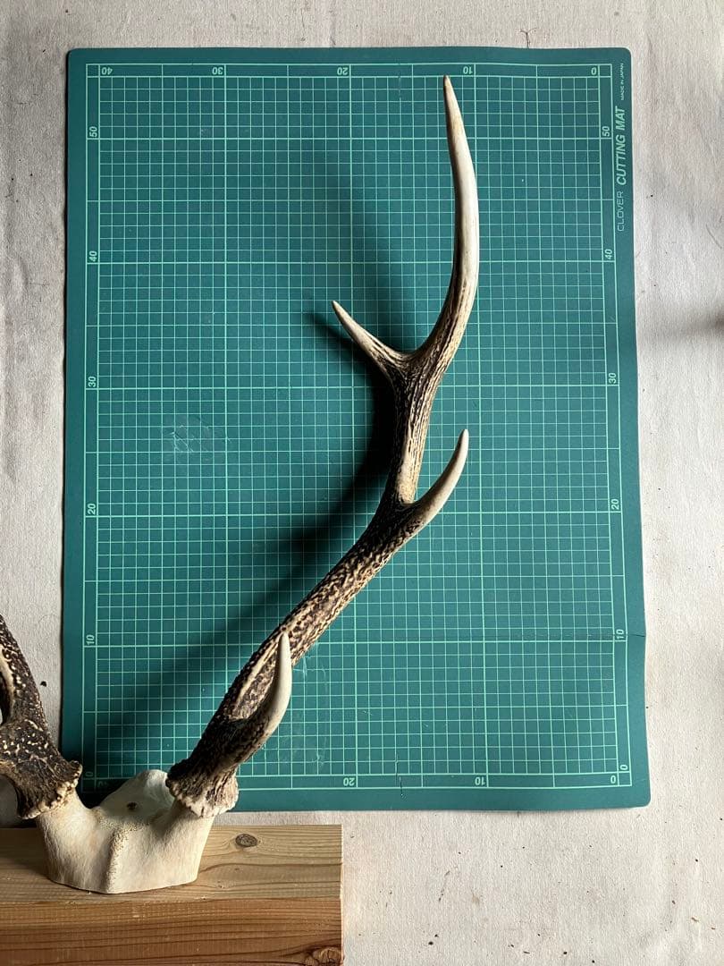 鹿の角　大型ペア　 台座付き　自然素材　一点物　信州森の野生鹿