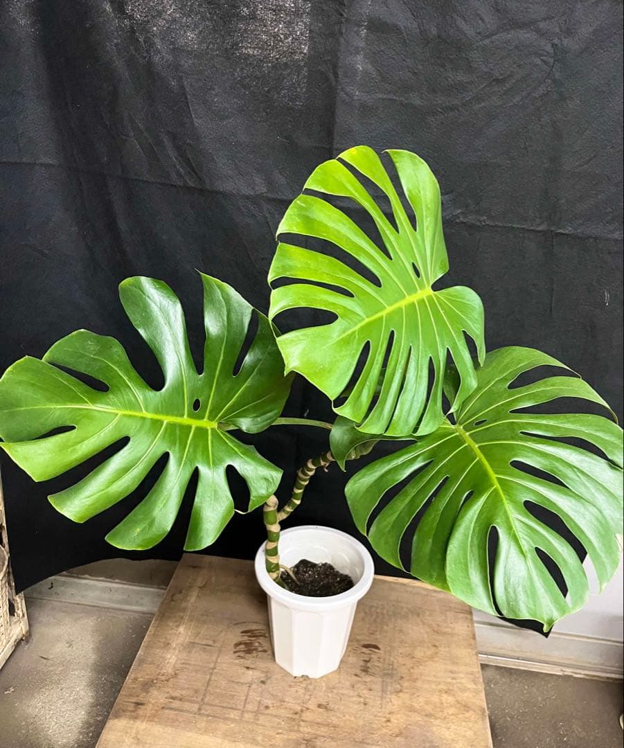 幹上がり　幹立　モンステラ　デリシオーサ　3枚葉　オシャレ　インテリア　観葉植物
