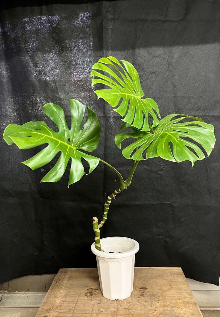 幹上がり　幹立　モンステラ　デリシオーサ　3枚葉　オシャレ　インテリア　観葉植物