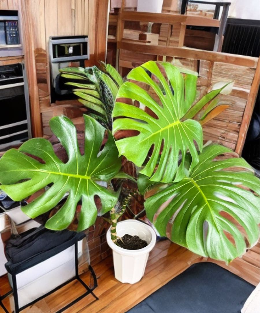 幹上がり　幹立　モンステラ　デリシオーサ　3枚葉　オシャレ　インテリア　観葉植物