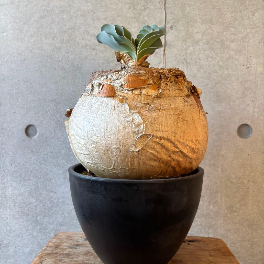 ブーファン ハエマンソイデス 発根済み 限地球