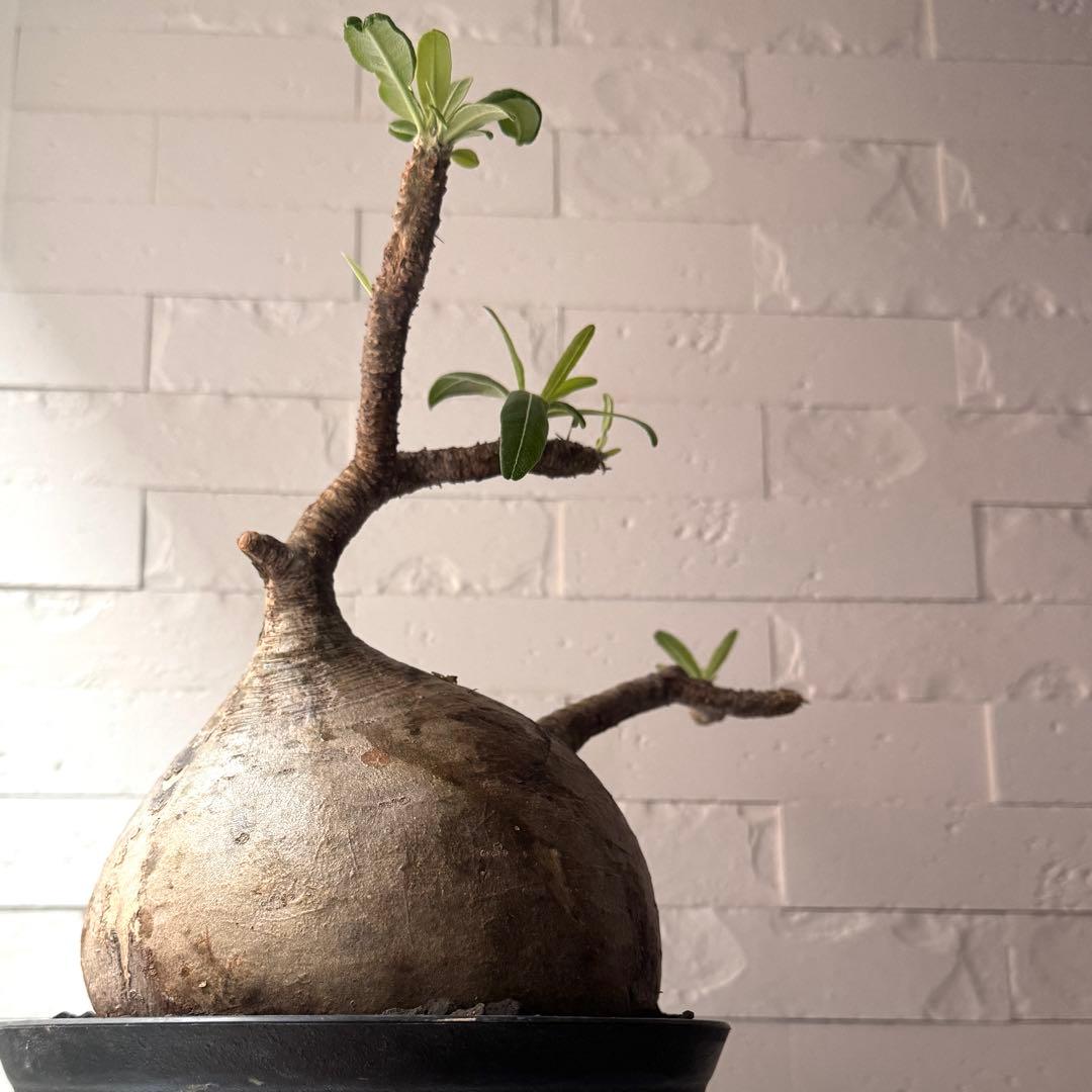 PG37 パキポディウム グラキリス 発根済 現地株