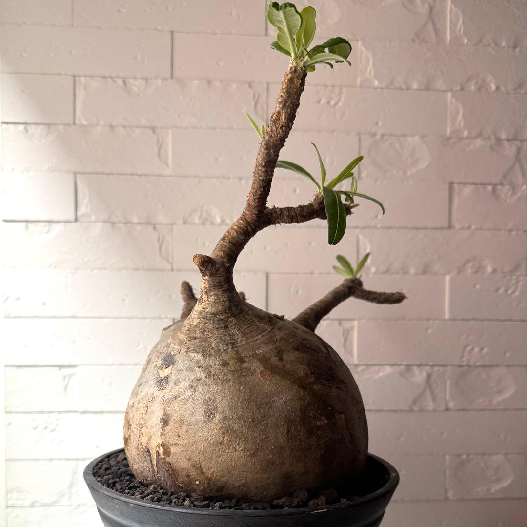 PG37 パキポディウム グラキリス 発根済 現地株