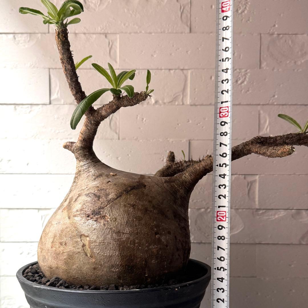 PG37 パキポディウム グラキリス 発根済 現地株