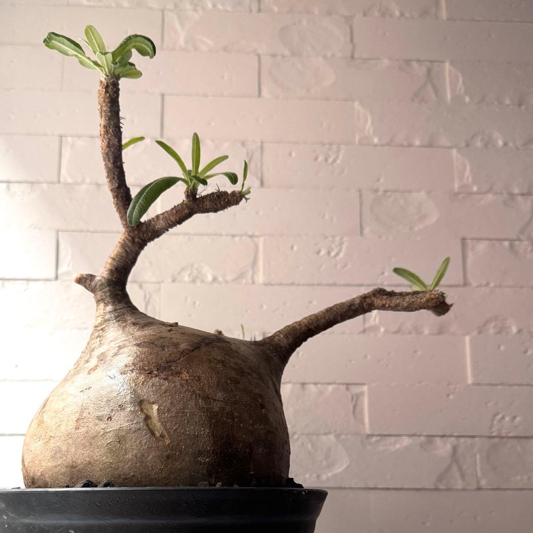 PG37 パキポディウム グラキリス 発根済 現地株