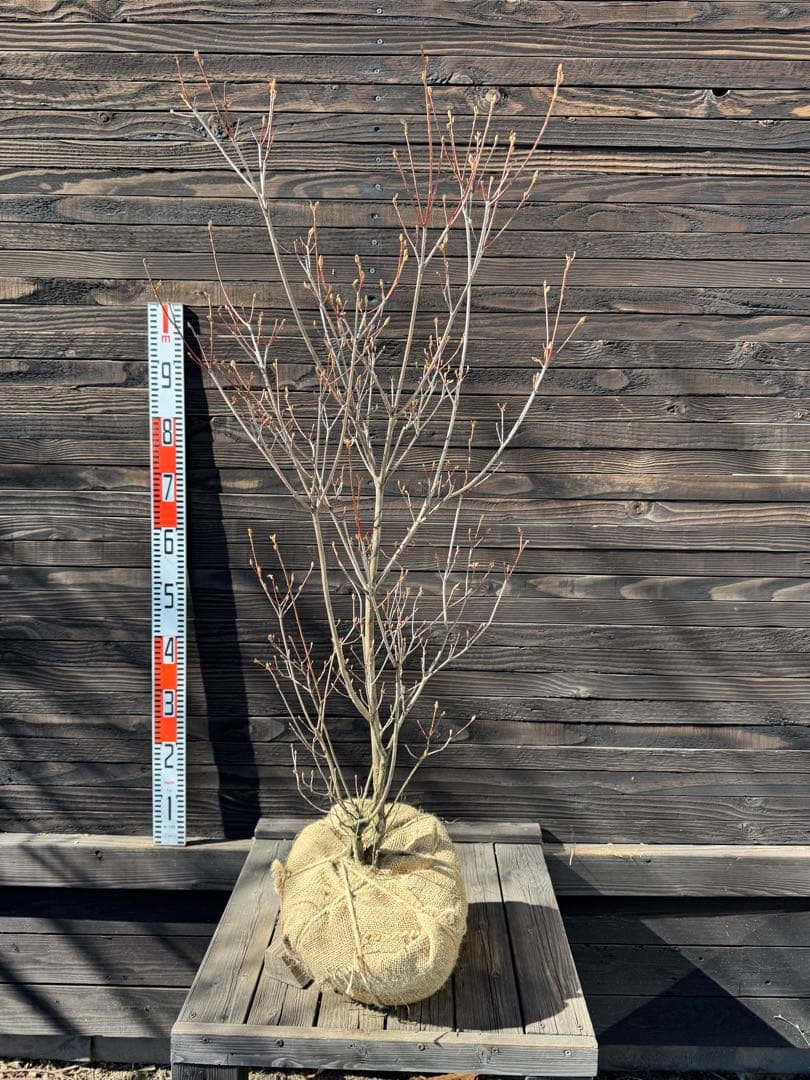 ミツバツツジ/株立ち【現品発送】管理80059