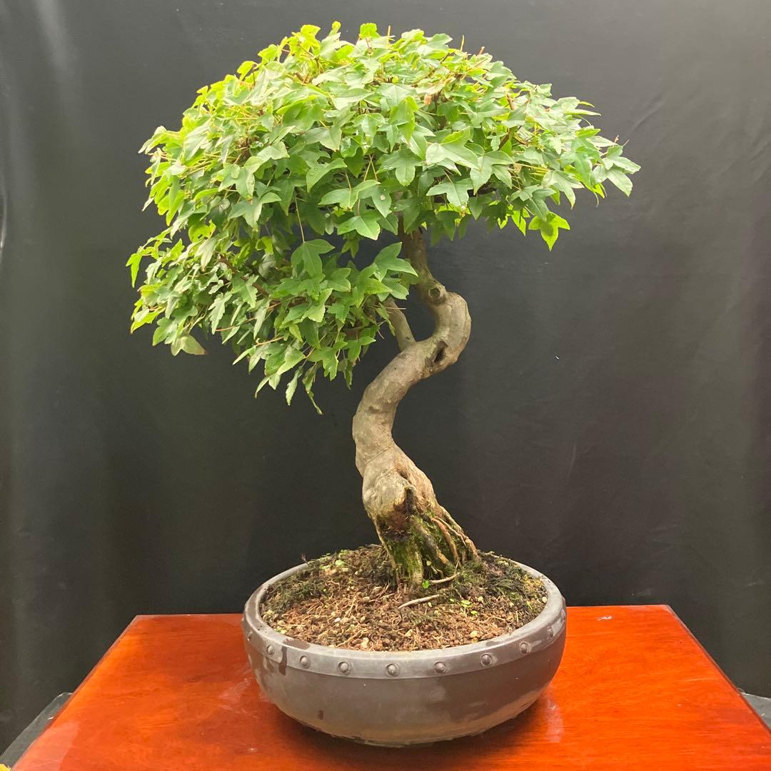 楓 盆栽