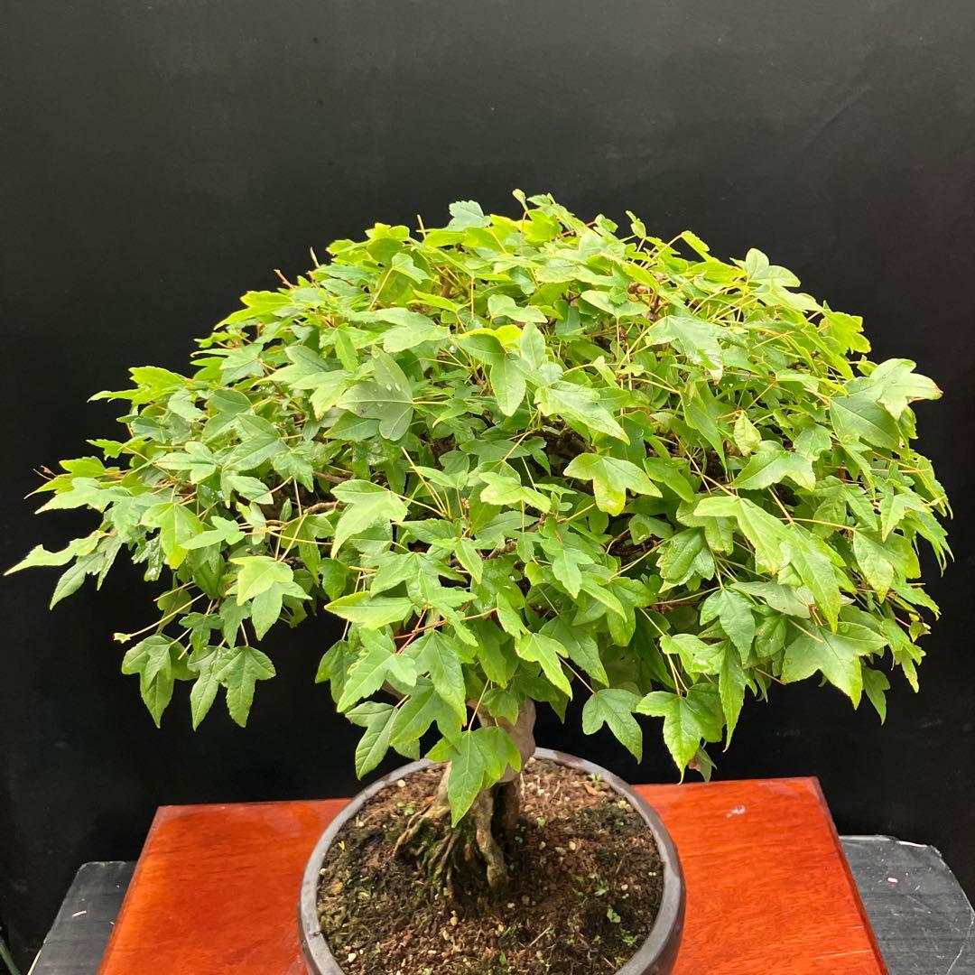 楓 盆栽