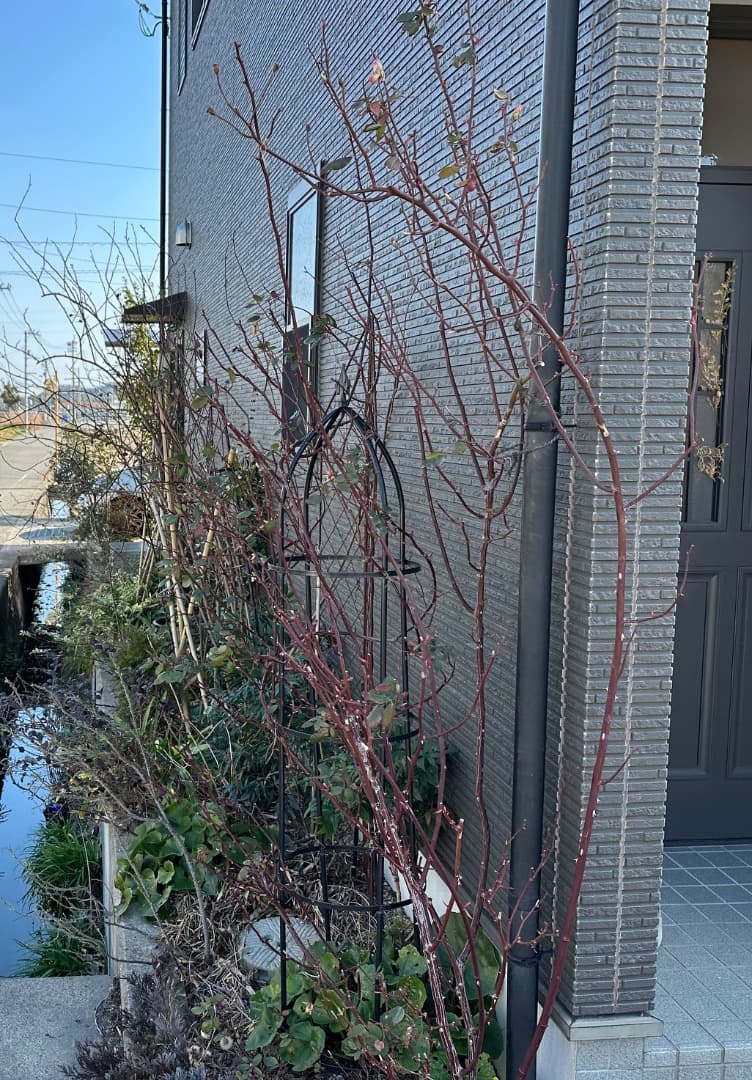 ERメアリー ディレイニー【大苗】イングリッシュローズ（モーティマーサックラー）