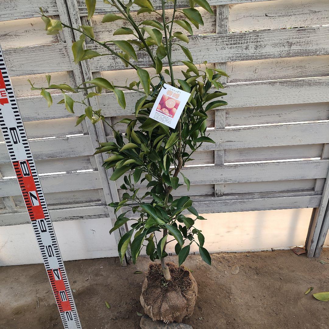 土介さま専用出品 春峰 3年生 苗木