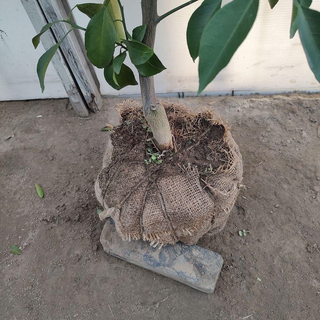 土介さま専用出品 春峰 3年生 苗木