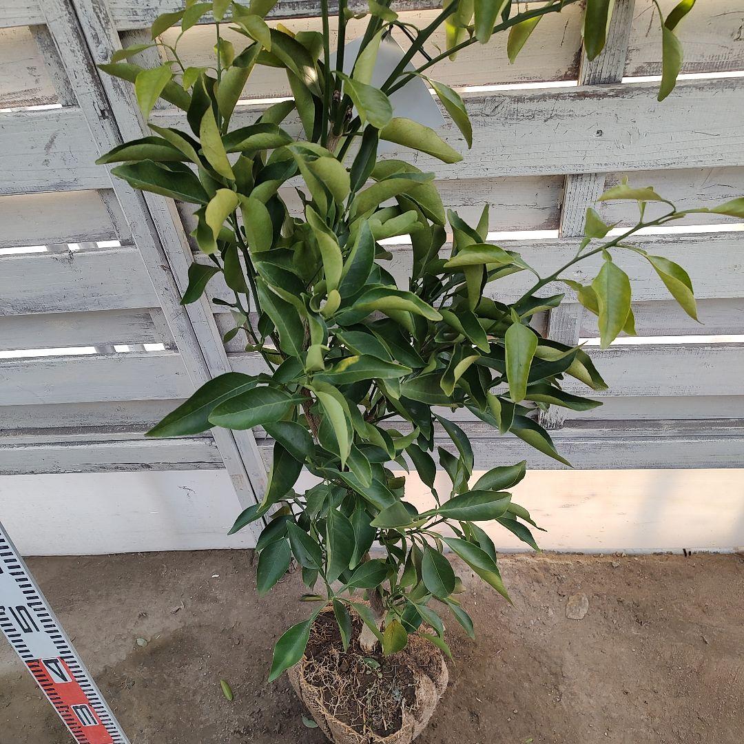 土介さま専用出品 春峰 3年生 苗木