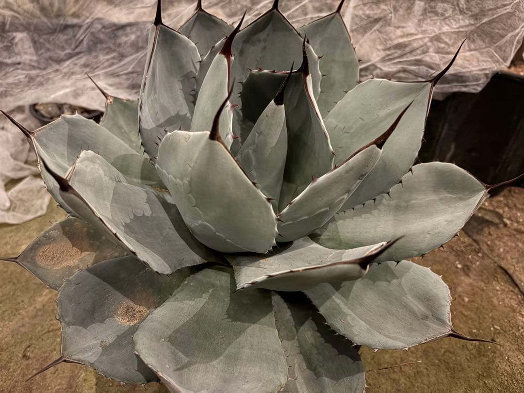 【美株40センチ超/300円スタート】トランカータ　パリー　吉祥天