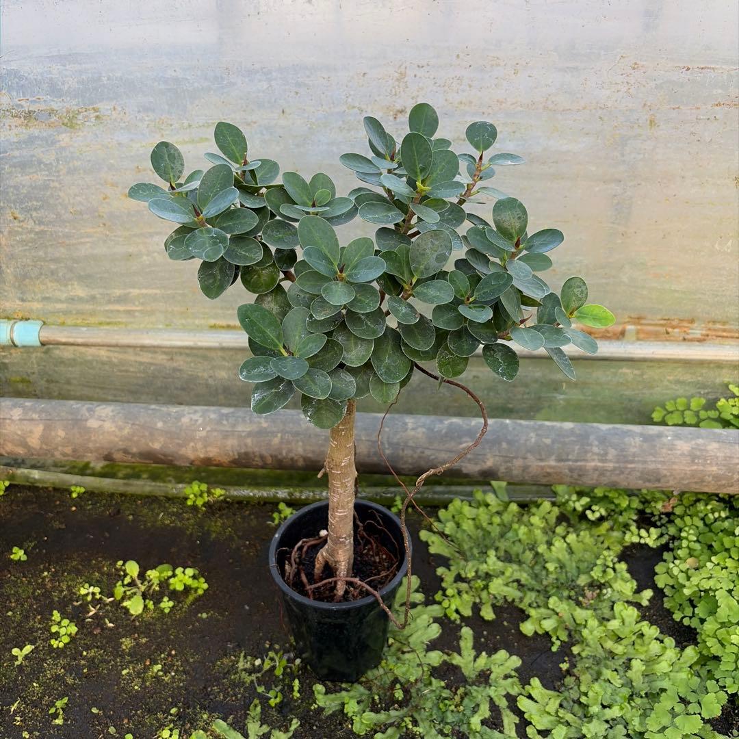 パンダガジュマル　コパンダ接木　３.５号