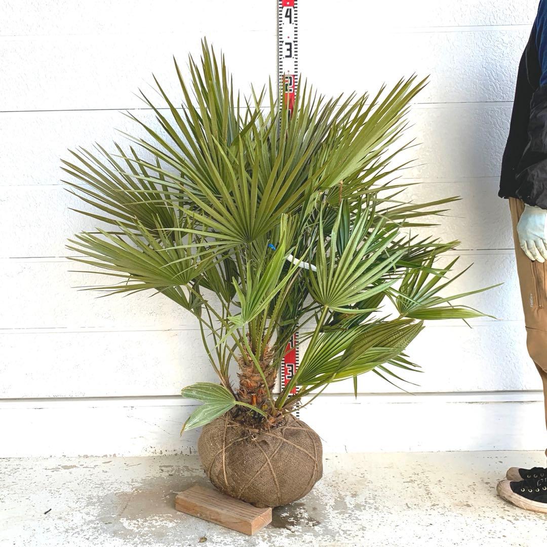 チャメロプス　大株　ドライガーデン　チャメロップス　耐寒性　アガベ 73