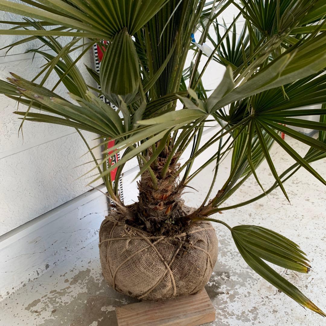 チャメロプス　大株　ドライガーデン　チャメロップス　耐寒性　アガベ 73