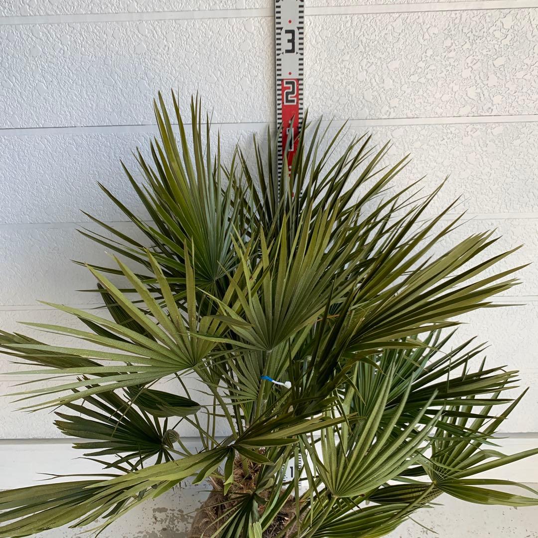 チャメロプス　大株　ドライガーデン　チャメロップス　耐寒性　アガベ 73