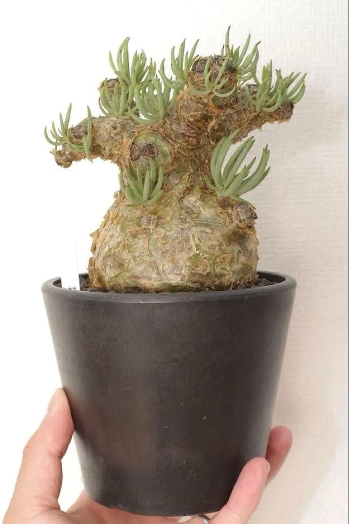 【コレクション株】チレコドン ペアルソニー “白象 “発根済 現地球