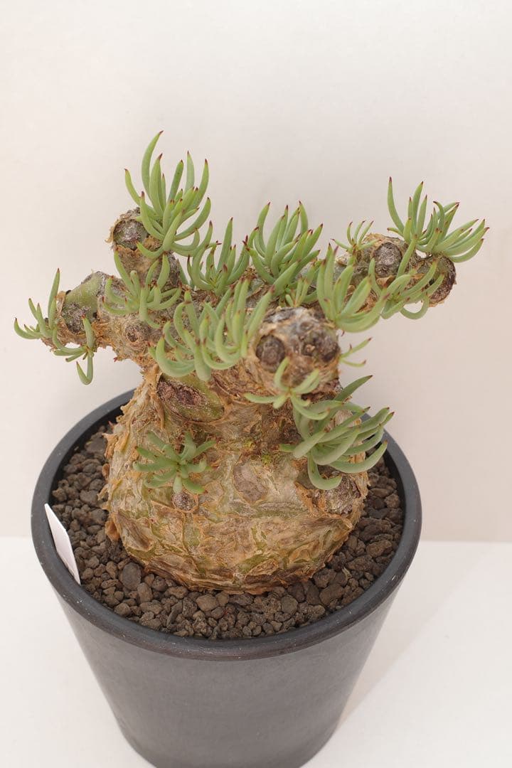 【コレクション株】チレコドン ペアルソニー “白象 “発根済 現地球