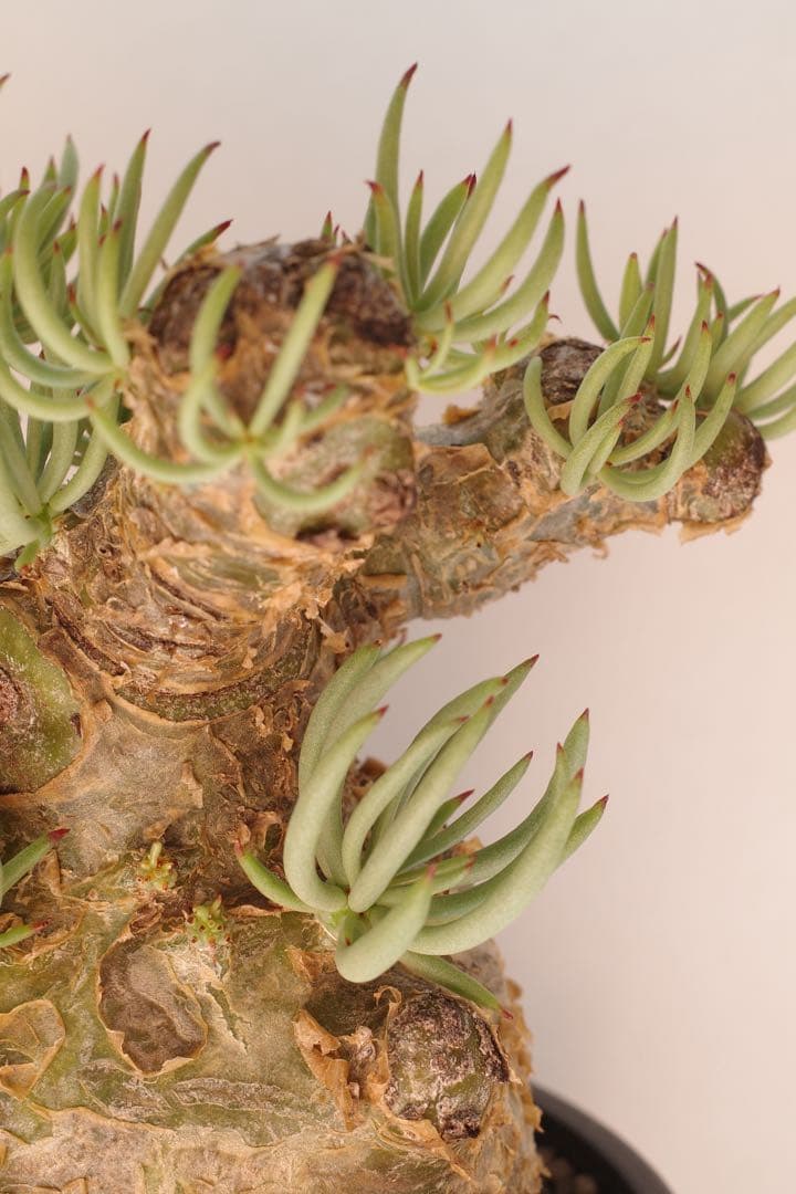 【コレクション株】チレコドン ペアルソニー “白象 “発根済 現地球