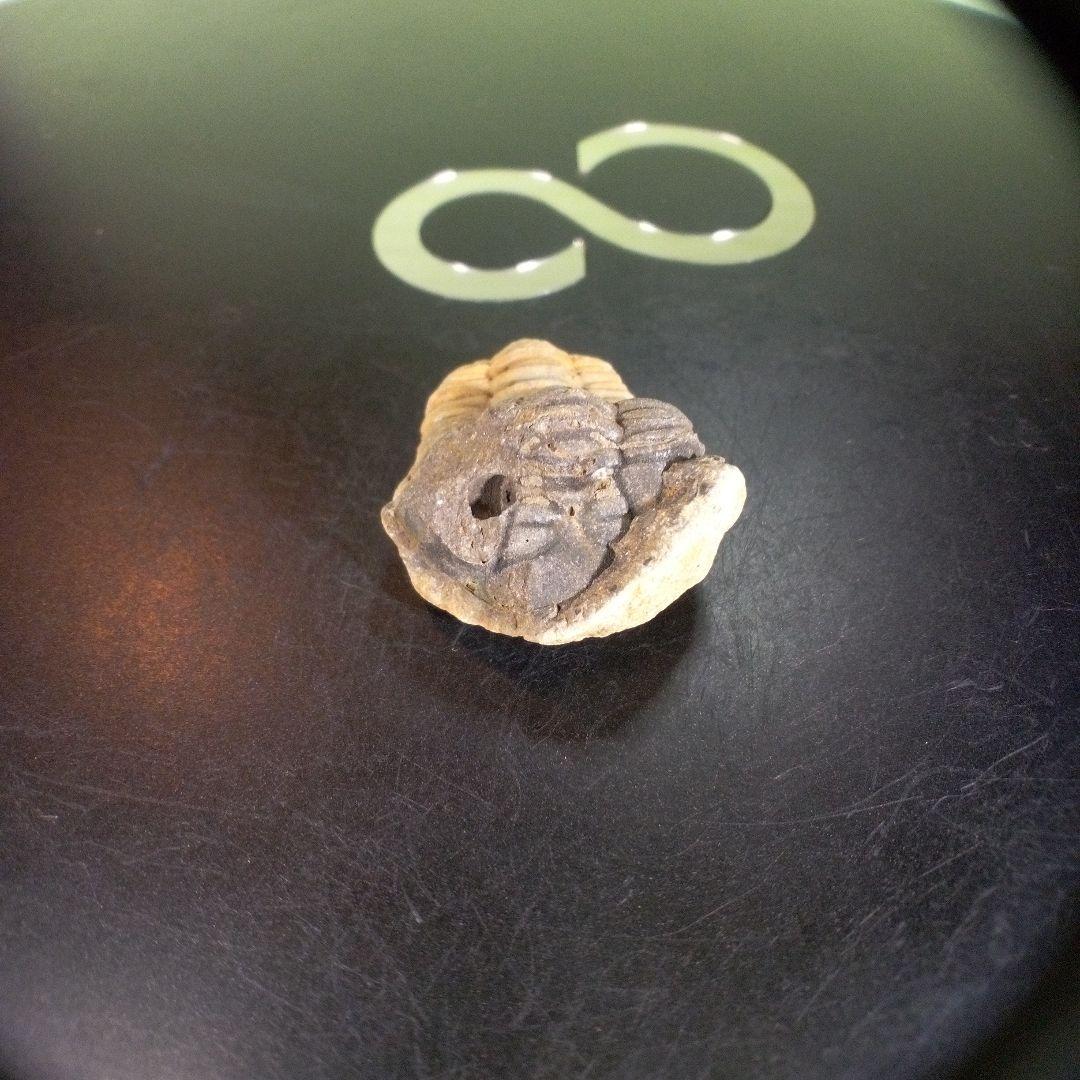 三葉虫　化石　fossil　ボリビア産　trilobite　海生動物個体⑩