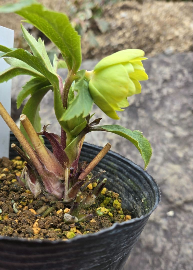 未株分　グリーニッシュオーレア　玉　ギョク　クリスマスローズ　大木