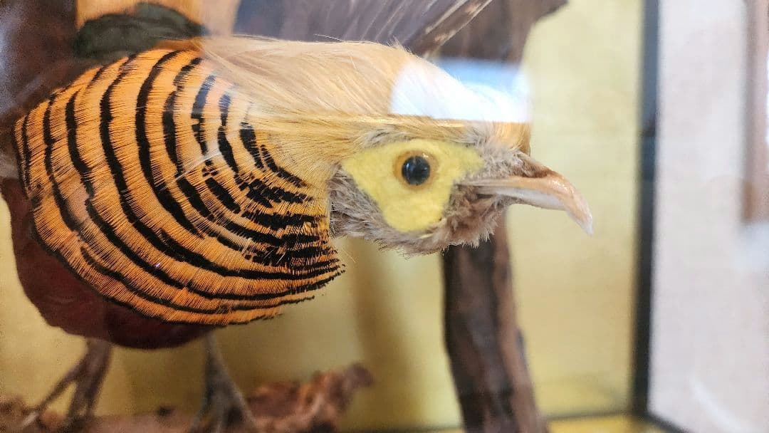 特大 銀鶏鳥 錦鶏鳥 剥製 置物 高級木製枠ガラスケース