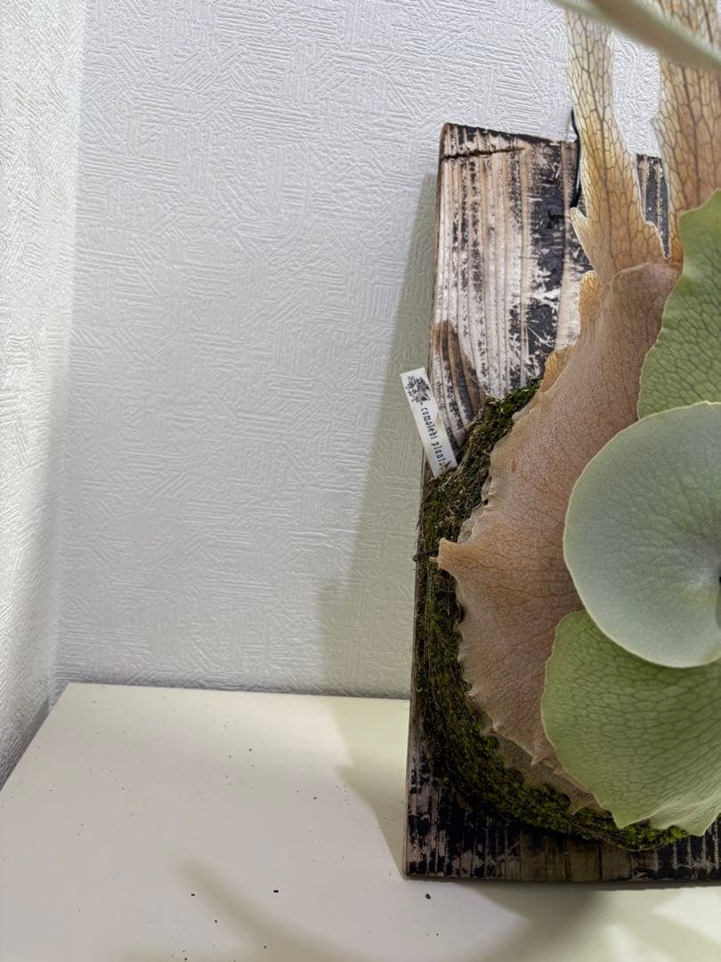 comolebi celso tatsuta 親株　ビカクシダ