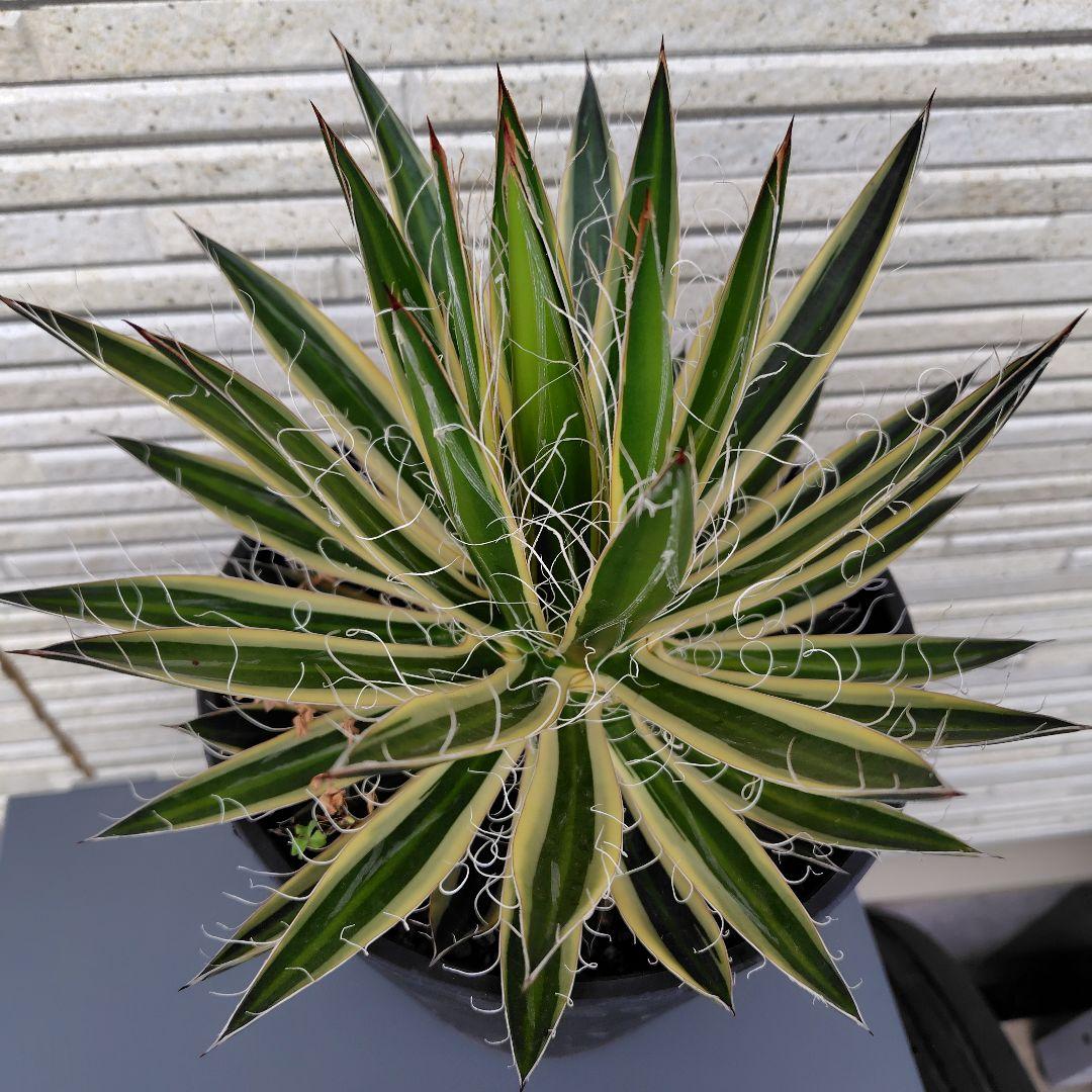 【大株】アガベ・シジゲラロイヤルフラッシュ