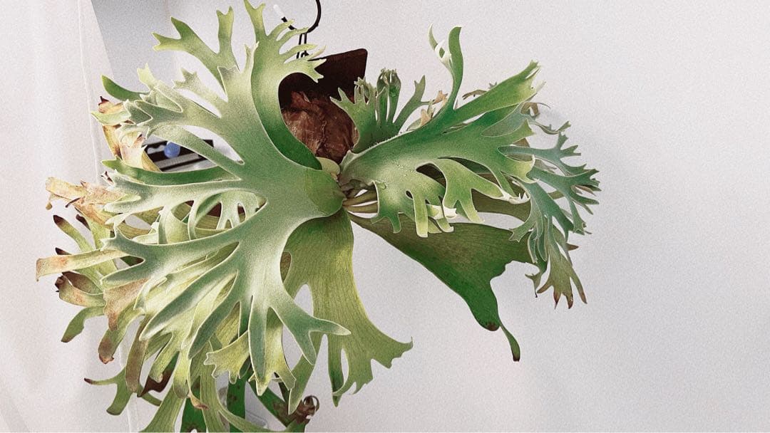 Hillii dwarf&curl 胞子