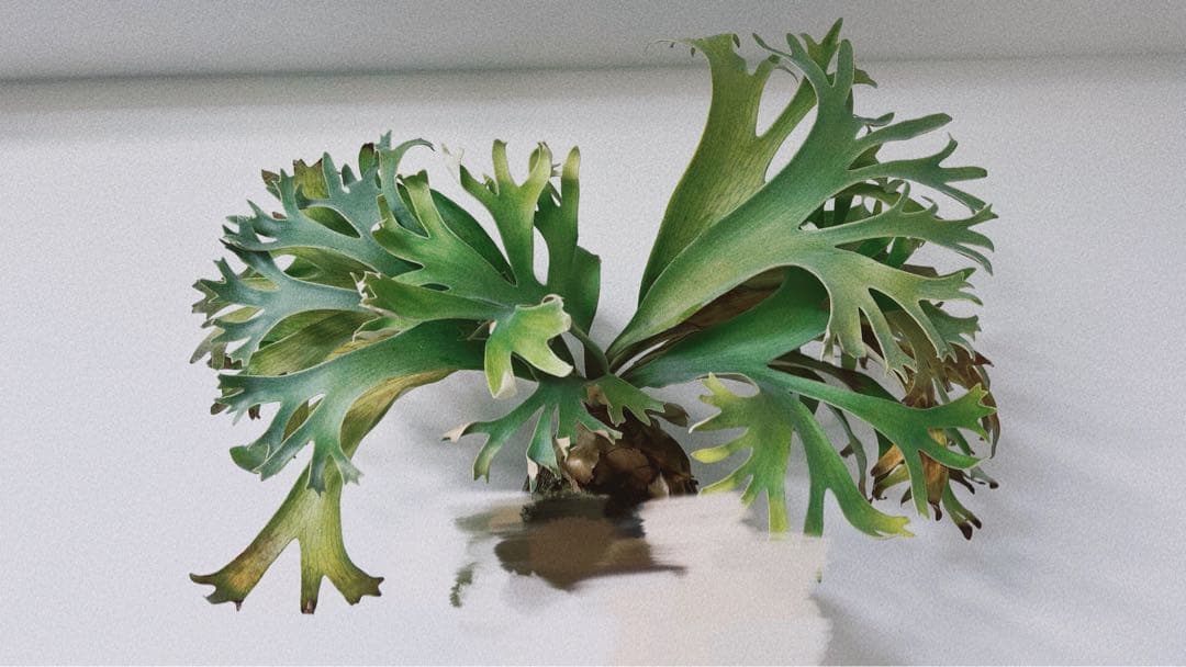 Hillii dwarf&curl 胞子