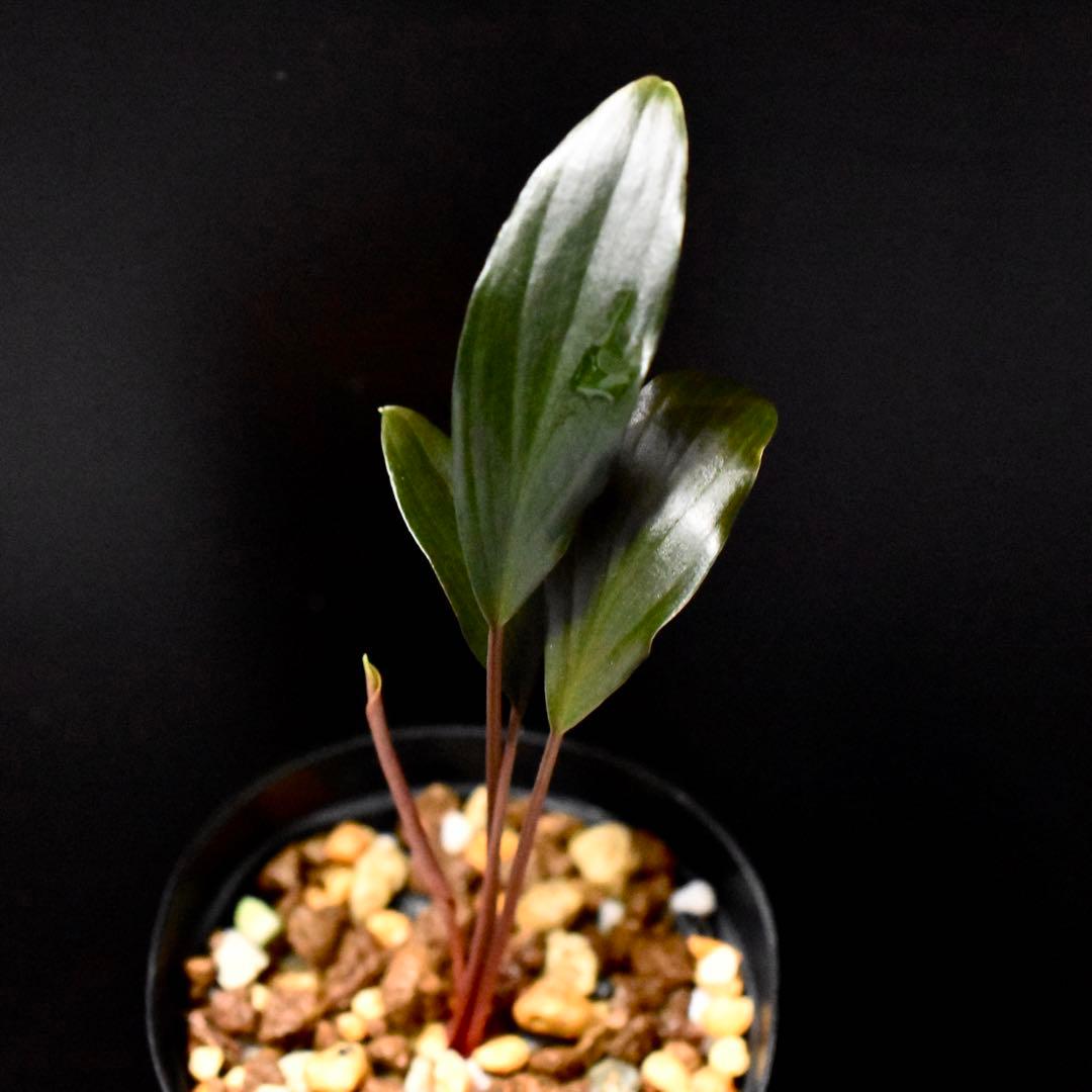 ホマロメナ コウメイ Homalomena sp. \