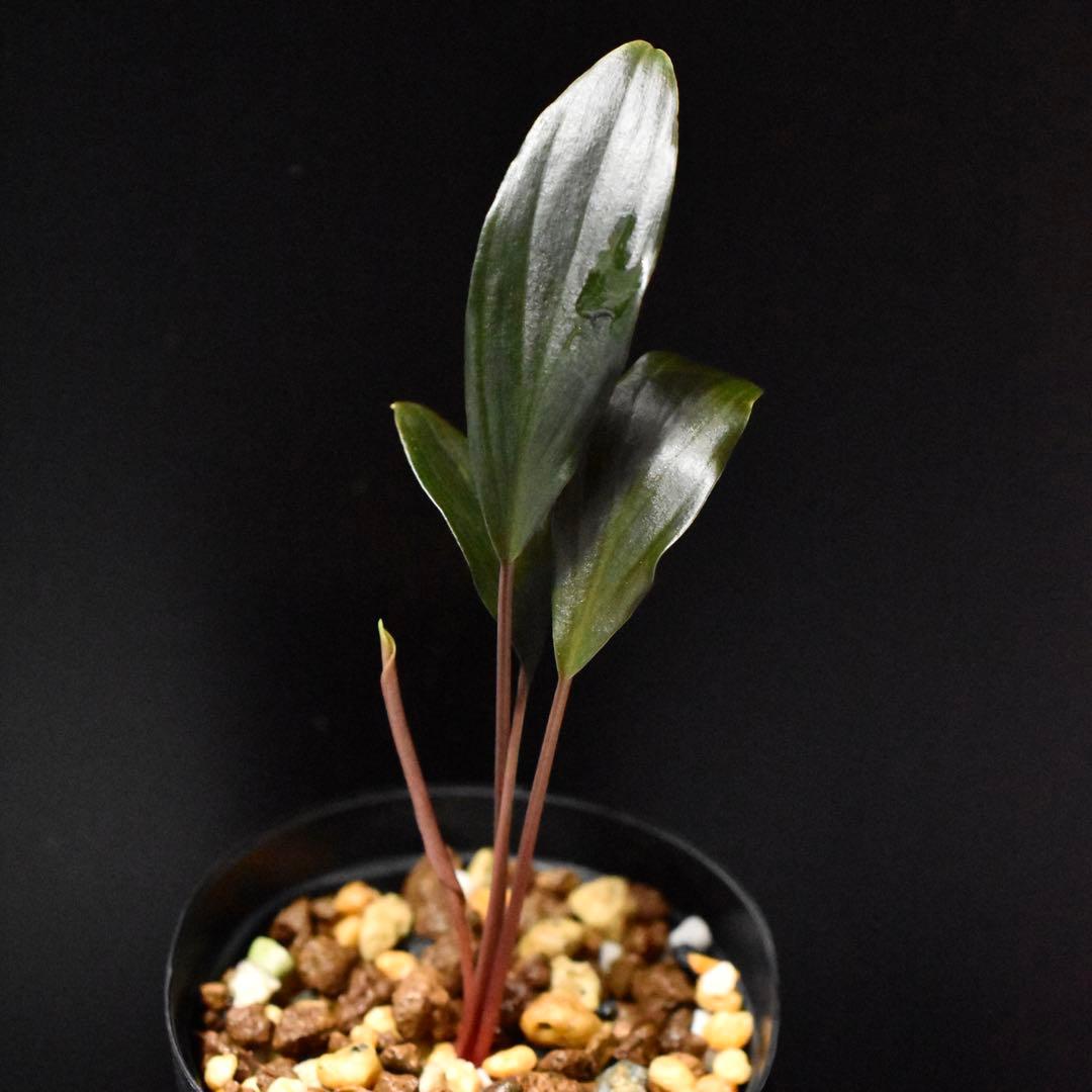 ホマロメナ コウメイ Homalomena sp. \"紅明\"【胡椒便】抽選1番株