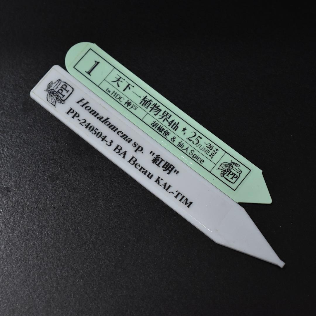 ホマロメナ コウメイ Homalomena sp. \"紅明\"【胡椒便】抽選1番株